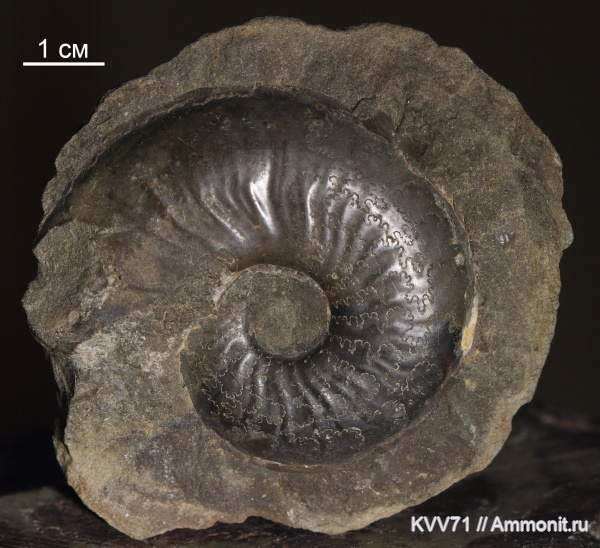 Dorsetensia, Sonniniidae