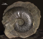 Dorsetensia