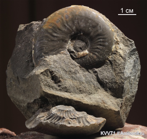 Dorsetensia, Sonniniidae