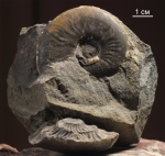 Еще Dorsetensia