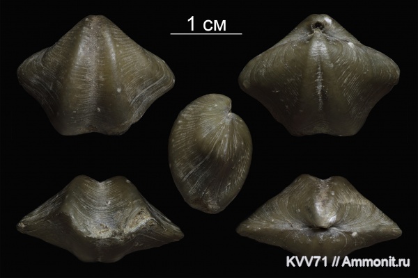 Anathyris, Anathyris helmersenii