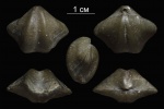 Anathyris helmersenii