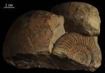 Parkinsonia с двустворками Parkinsonia с двустворками