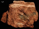 Stigmaria и Cordaites