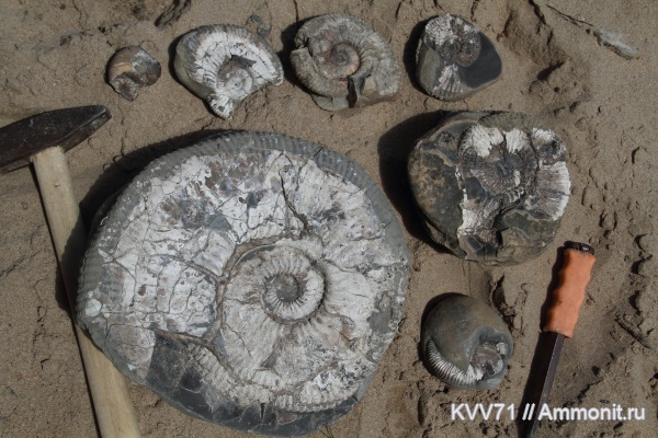 Acanthohoplites