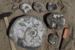 Acanthohoplites, верхний апт Acanthohoplites, верхний апт
