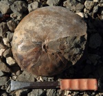 Наутилус Anglonautilus