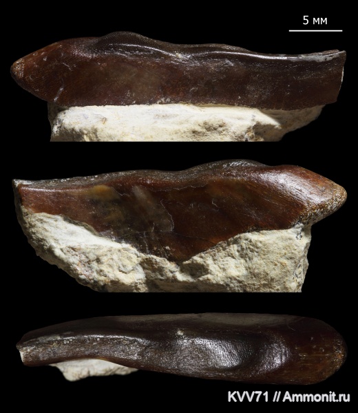 Placodermi