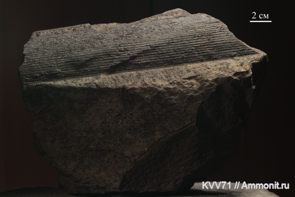 Calamites