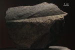 Ствол Calamites или листья Cordaites?