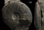 Dorsetensia