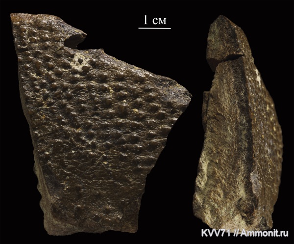 Placodermi