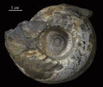 Cadochamoussetia tschernyschewi