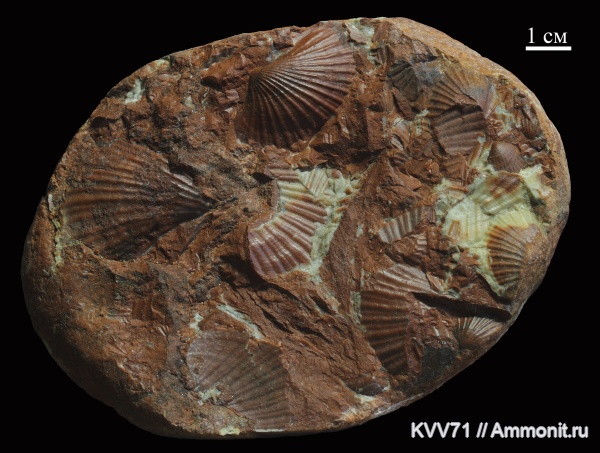 Monotis caucasica