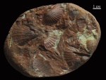 Блок с Monotis caucasica