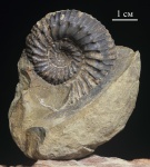 Teloceras