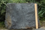 Sigillaria mamillaris