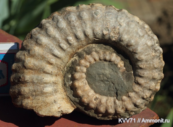 Ammonitoceras