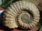 Ammonitoceras