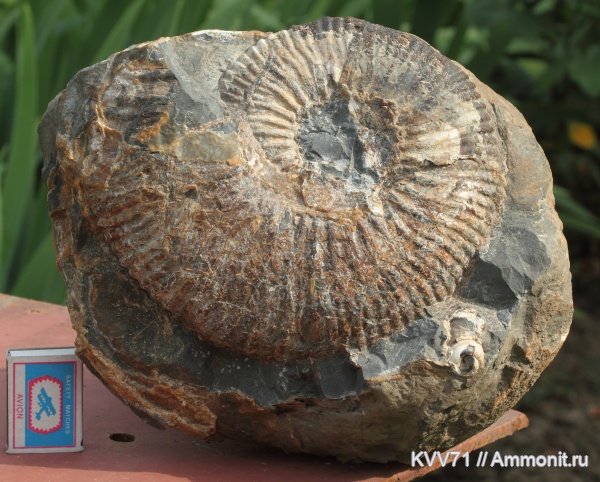 Acanthohoplites