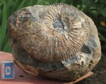 Acanthohoplites