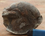 Labyrinthoceras meniscum (Waagen)