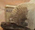 Strigoceras cf. strigfer Buckman