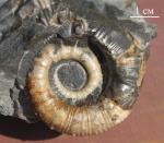Acrioceras