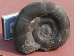 Мegalytoceras