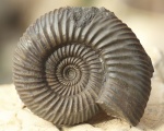 Parkinsonia