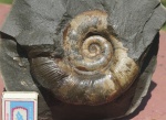 Dinolytoceras zhivagoi