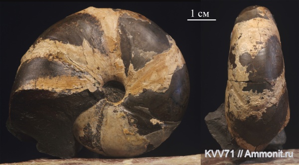 Calliphylloceras