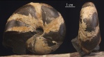 Calliphylloceras