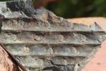 Sigillaria schotheimiana