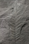 Alethopteris
