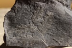 Mariopteris