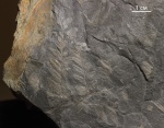 Mariopteris