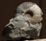 Zuercherella