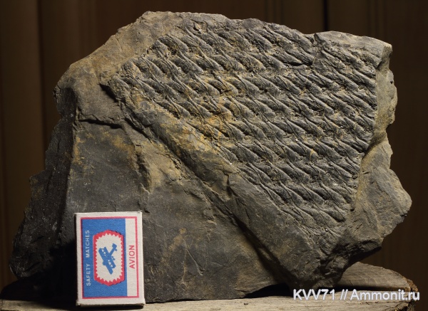 Lepidodendron