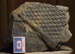 Lepidodendron