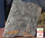 Mariopteris
