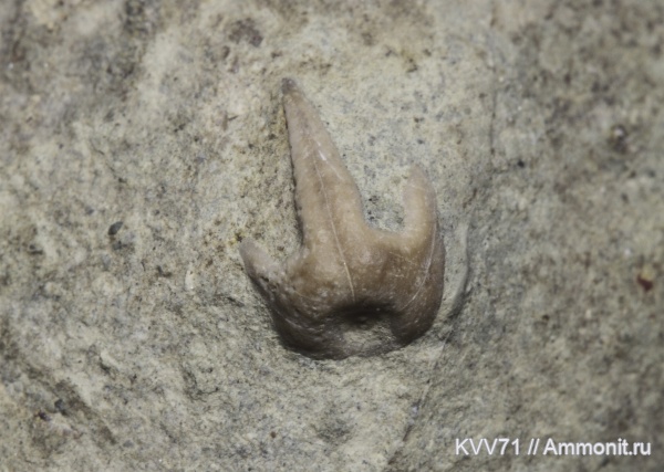 Phyllocrinus