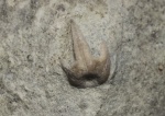 Чашечка Phyllocrinus Чашечка Phyllocrinus