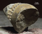 Воротники Lytoceratina Воротники Lytoceratina