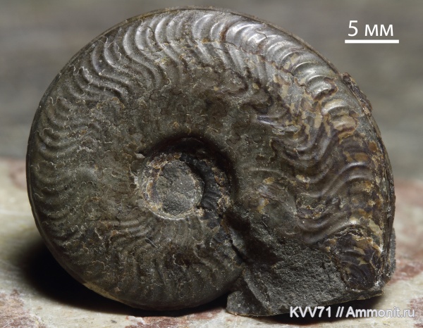 Oxycerites