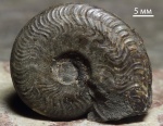 Oxycerites Oxycerites