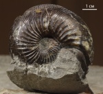 Chondroceras Chondroceras