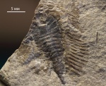 Phytophilaspis pergamena Ivantsov, 1999