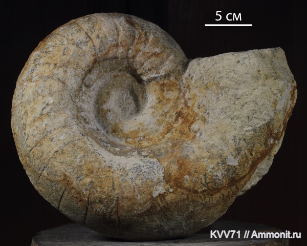 Lophoceras, Lophoceras pentagоnum