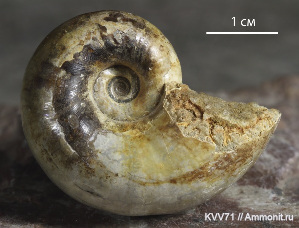 Lytoceras